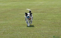 Border Collie dogs for sale: Male almost 1 year old for sale - Image 2