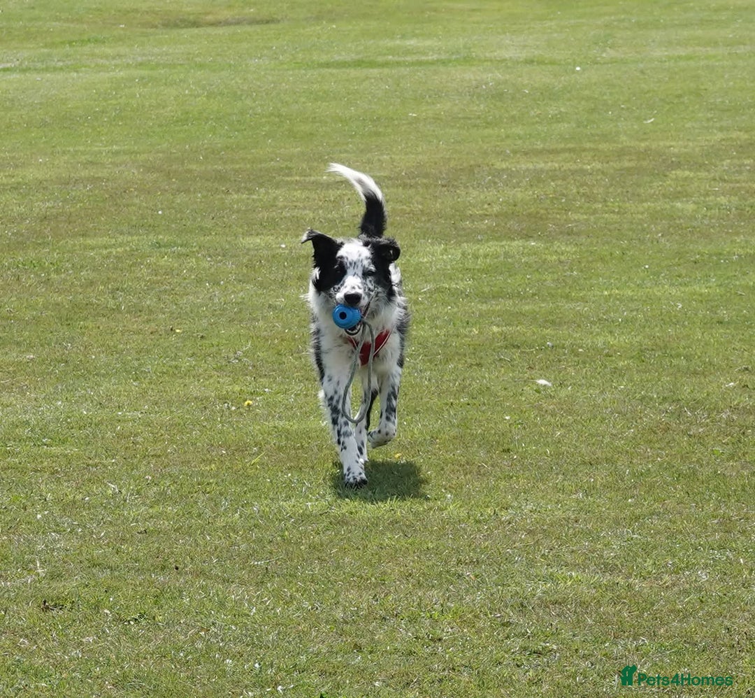 Border Collie dogs for sale: Male almost 1 year old for sale - Image 2