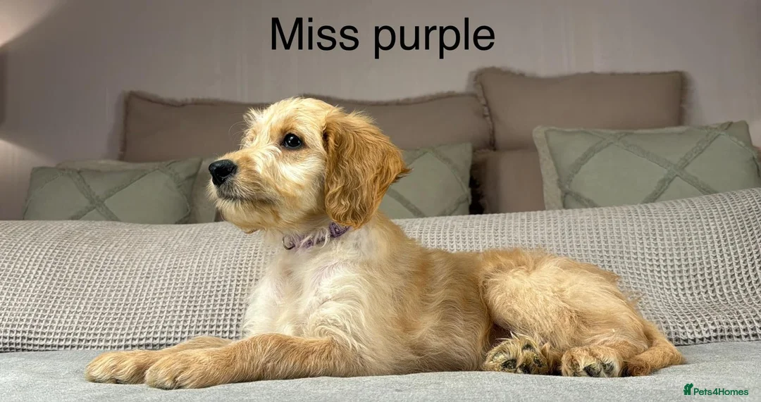 Goldendoodle dogs for sale: These will be stunning adults. Real head turners. - Advert 10