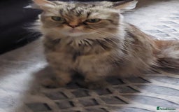 Persian cats for sale: PERSIAN MIX KITTENS 9 weeks old ready to leave.  - Image 8