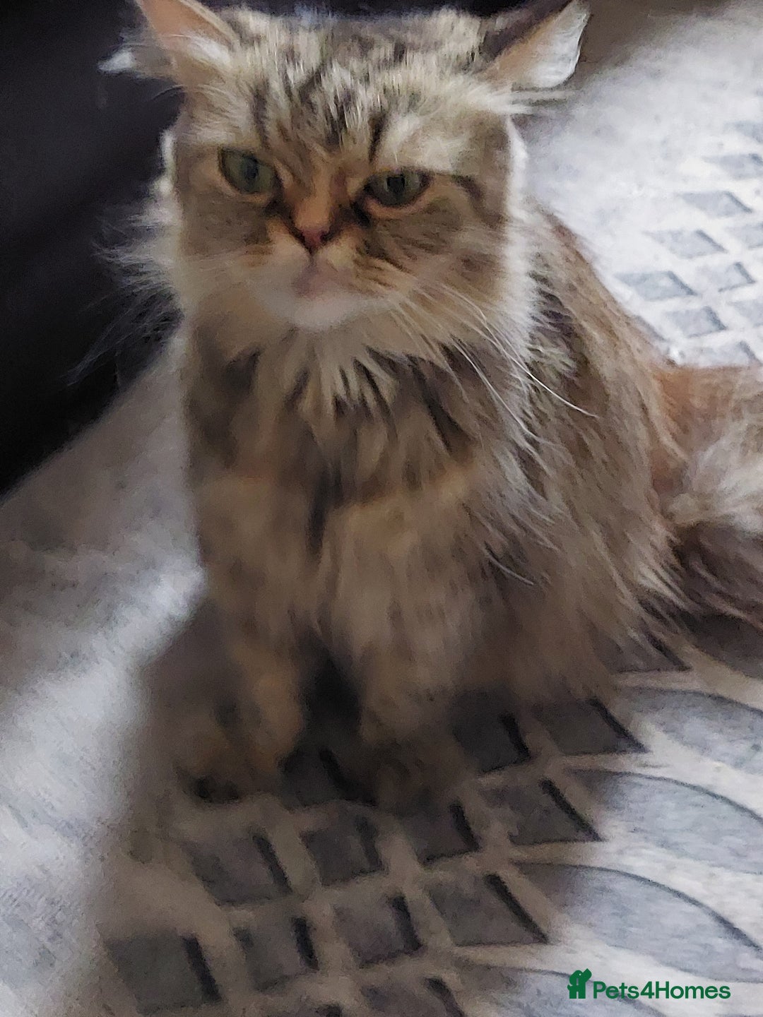 Persian cats for sale: PERSIAN MIX KITTENS 9 weeks old ready to leave.  - Image 8