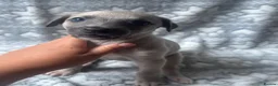 Whippet dogs for sale: KC registered whippet puppy’s  - Advert 5