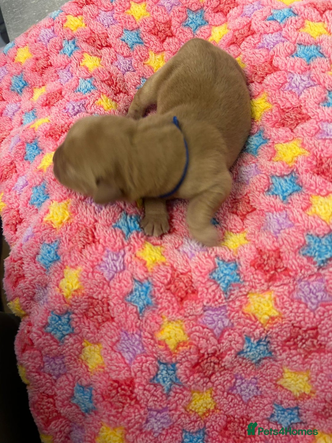 Labrador Retriever dogs for sale: Beautiful pedigree golden Labradors  - Image 16