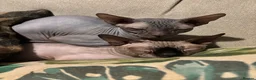 Sphynx cats for sale: Sphynx Kittens - Advert 33