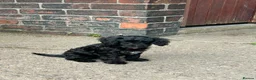 Cavapoo dogs for sale: ⭐️4 Stunning little black cavapoos⭐️ - Advert 34