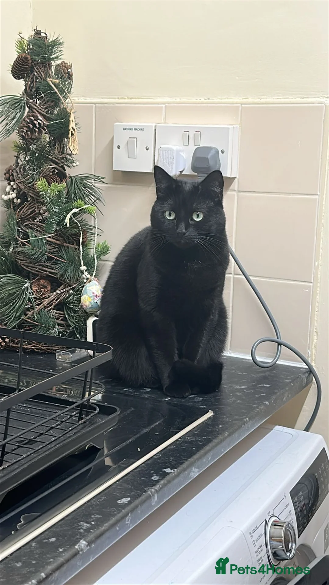 Mixed Breed cats for sale: Mrs Helen  - Advert 3