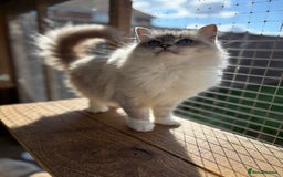 Ragdoll cats for sale: Available gccf registered tabby mitted girl  - Image 9