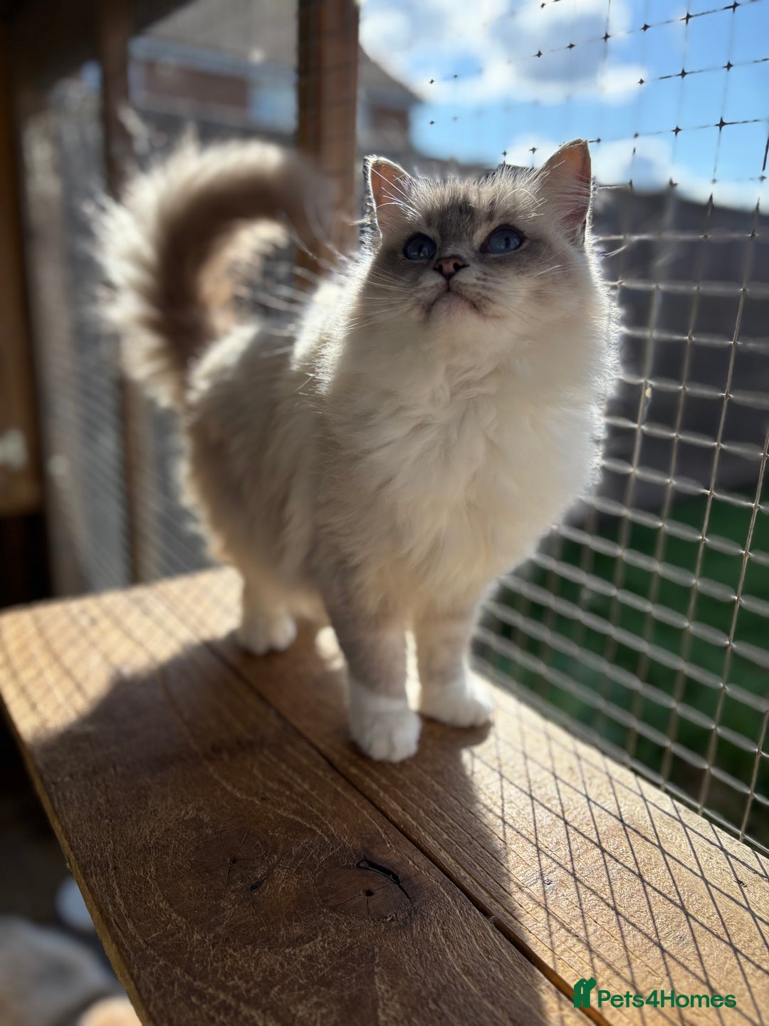 Ragdoll cats for sale: Available gccf registered tabby mitted girl  - Image 9