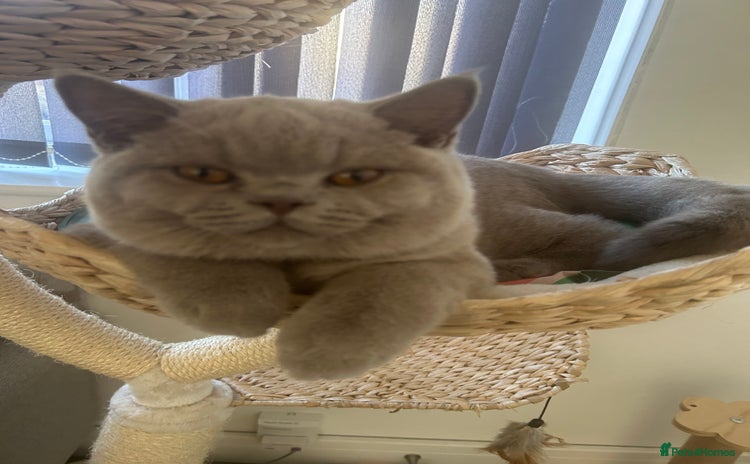 British Shorthair cats - Advert 1