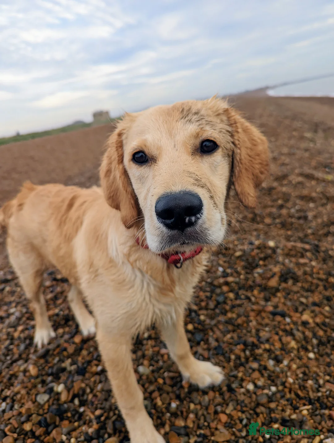 Golden Retriever dogs for sale: Kennel Club Registered Golden Retriever Puppies  - Advert 13