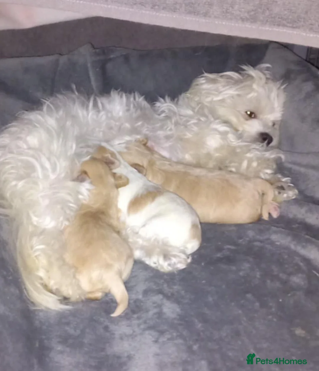 Maltipoo dogs for sale: Beautiful f1 korean maltipoo males - Advert 2
