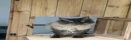 Ragdoll cats for adoption: Meet Fran - a lovely Seal Point Ragdoll in Northwich - Advert 2