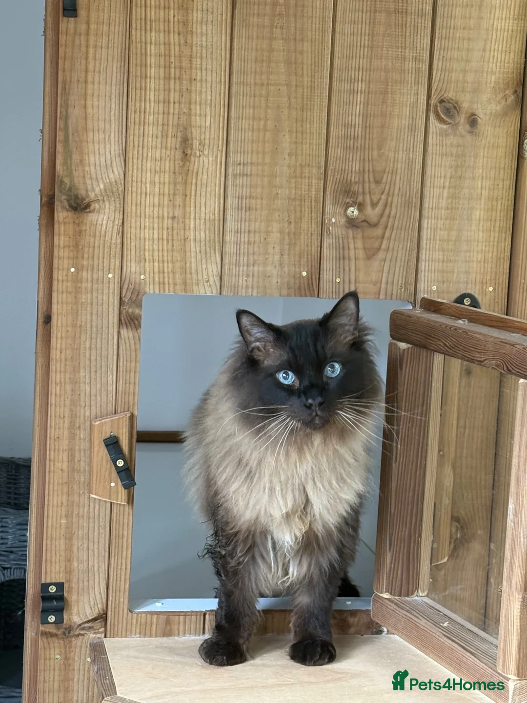 Ragdoll cats for adoption: Meet Fran - a lovely Seal Point Ragdoll in Northwich - Advert 2