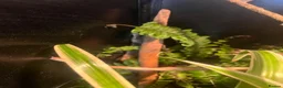 Gecko reptiles for sale: Male crested gecko - Advert 4