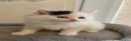 Ragdoll cats for sale: Beautiful Ragdoll kittens - Advert 20