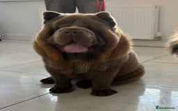 Chow Chow dogs for stud: Rare lilac smooth coat KC reg for stud  - Image 19