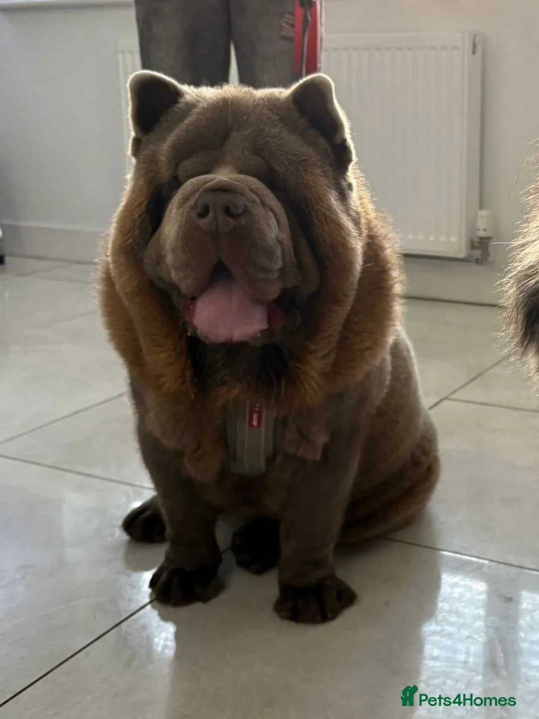 Chow Chow dogs for stud: The only rare lilac smooth coat KC reg  - Advert 20
