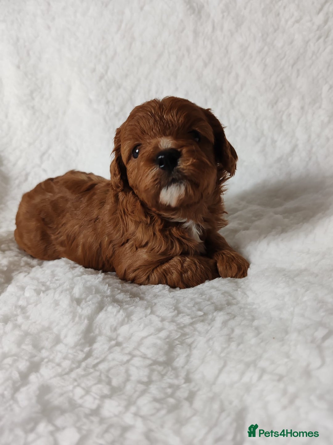 Cavapoo dogs for sale: F1 Cavapoo - Advert 3