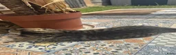 Bengal cats for sale: Boy and a girl  - Advert 8