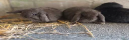 Mini Lop rabbits for sale: Gorgeous minilops ready 14th June - Advert 2