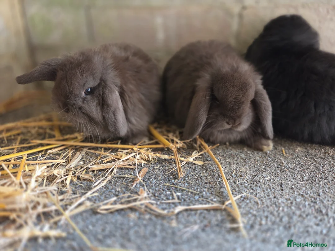 Mini Lop rabbits for sale: Gorgeous minilops ready 14th June - Advert 2