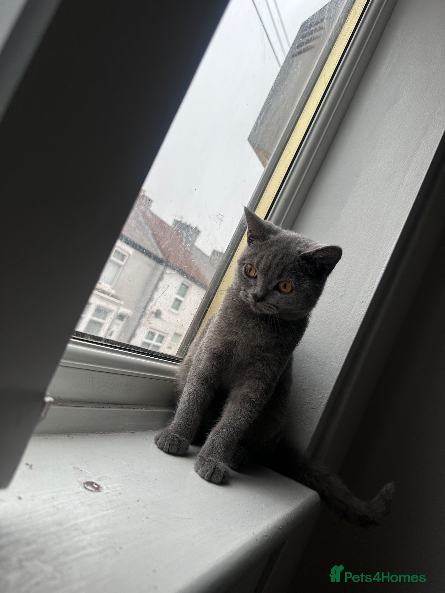 British Shorthair cats His name is Ares - Advert 11