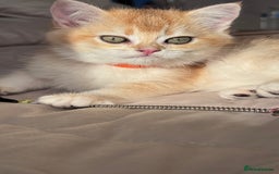 British Shorthair cats for sale: GCCF BSH BOY AND GIRL LEFT GOLDEN BLACK TIPPED  - Advert 1