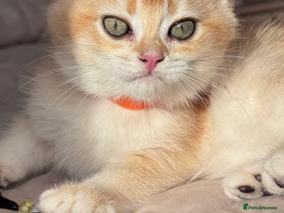 British Shorthair cats GCCF BSH BOY AND GIRL LEFT GOLDEN BLACK TIPPED - Advert 11