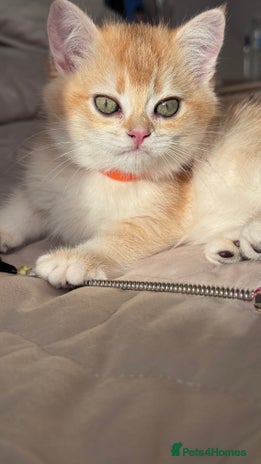 British Shorthair cats GCCF BSH BOY AND GIRL LEFT GOLDEN BLACK TIPPED - Advert 3