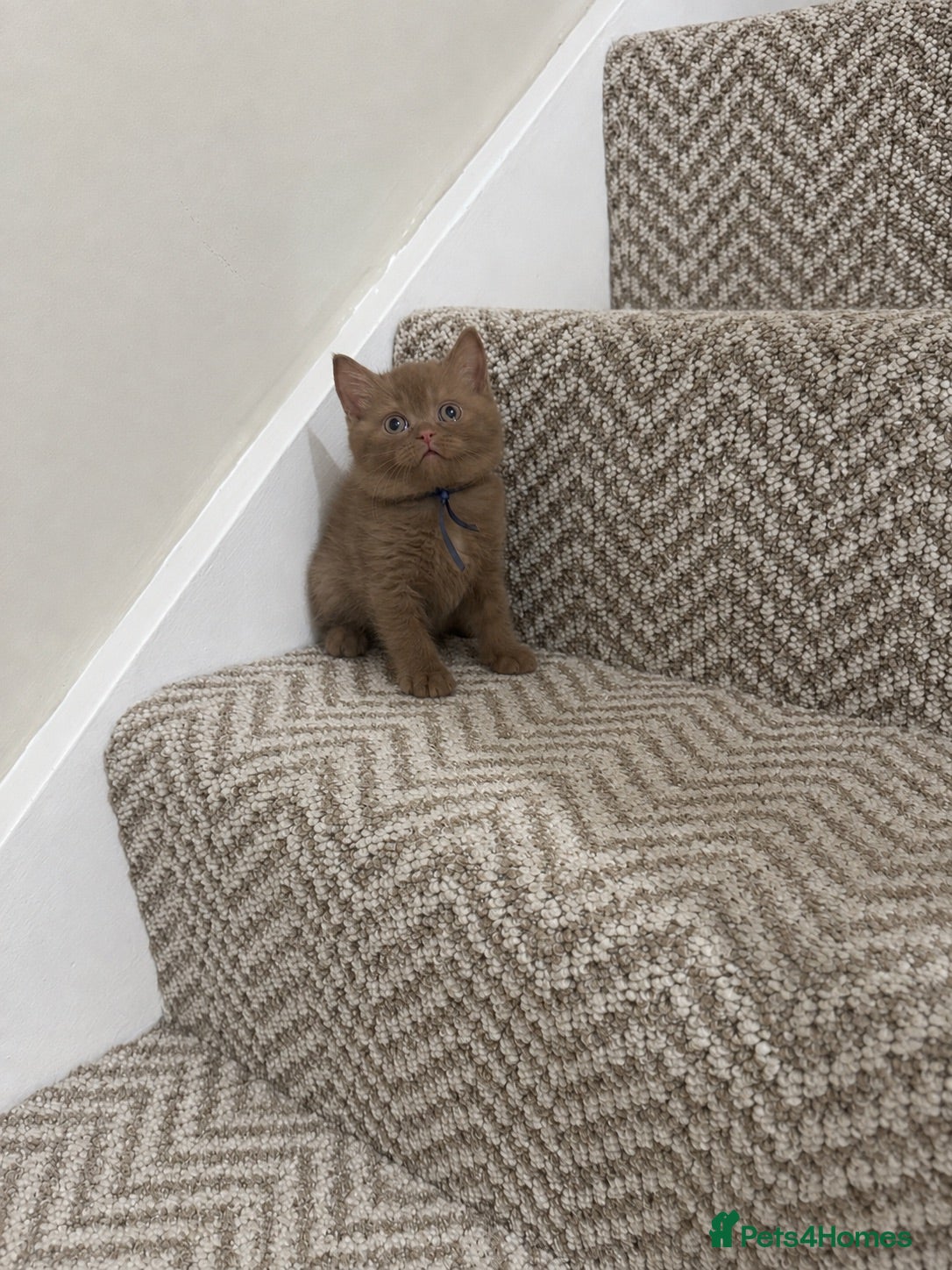 British Shorthair cats 🏆 bloodlines, Health tested patents, Gccf reg  - Advert 9