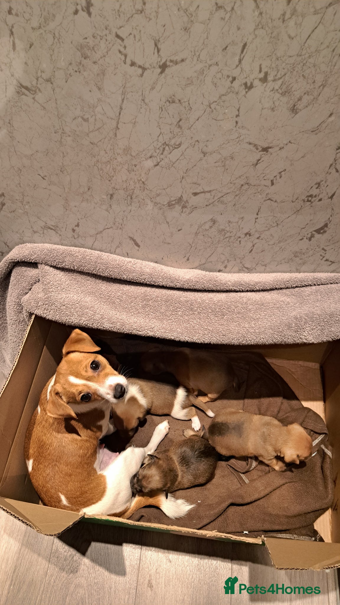 Mixed Breed dogs Pups ready at 8 weeks old currently at 3 weeks - Advert 10