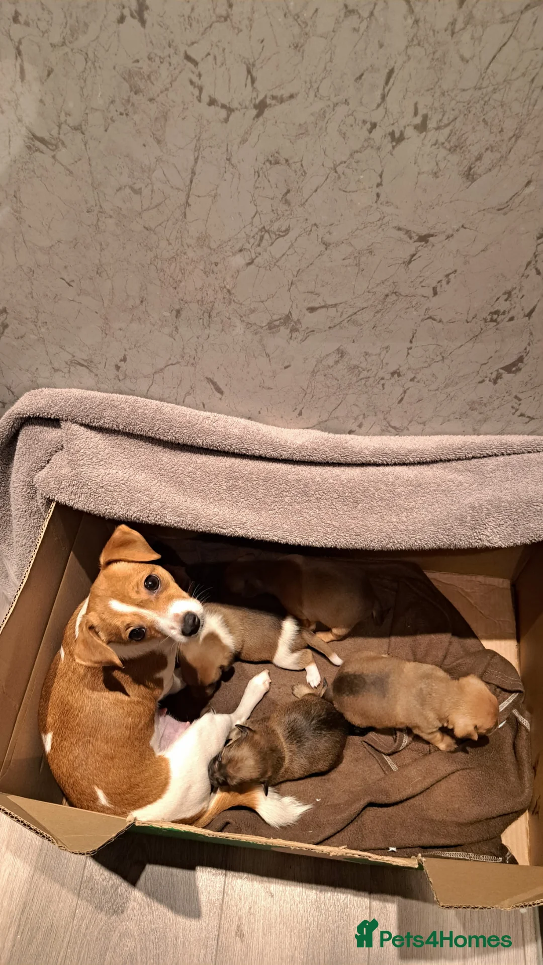 Mixed Breed dogs for sale: Pups ready at 8 weeks old currently at 3 weeks - Advert 1