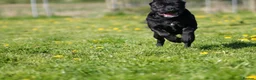 Cane Corso dogs for sale: Quality cane corso puppies - limited available  - Advert 17