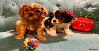 Cavalier King Charles Spaniel dogs Gorgeous KC Cavalier King Charles Spaniel Puppies - Advert 10