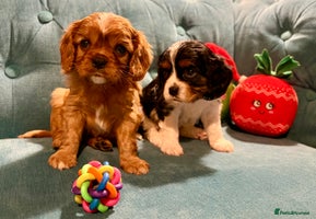 Cavalier King Charles Spaniel dogs Gorgeous KC Cavalier King Charles Spaniel Puppies - Advert 10
