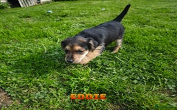 Mixed Breed dogs for sale: Parson Russell Cross Puppies  - Image 9