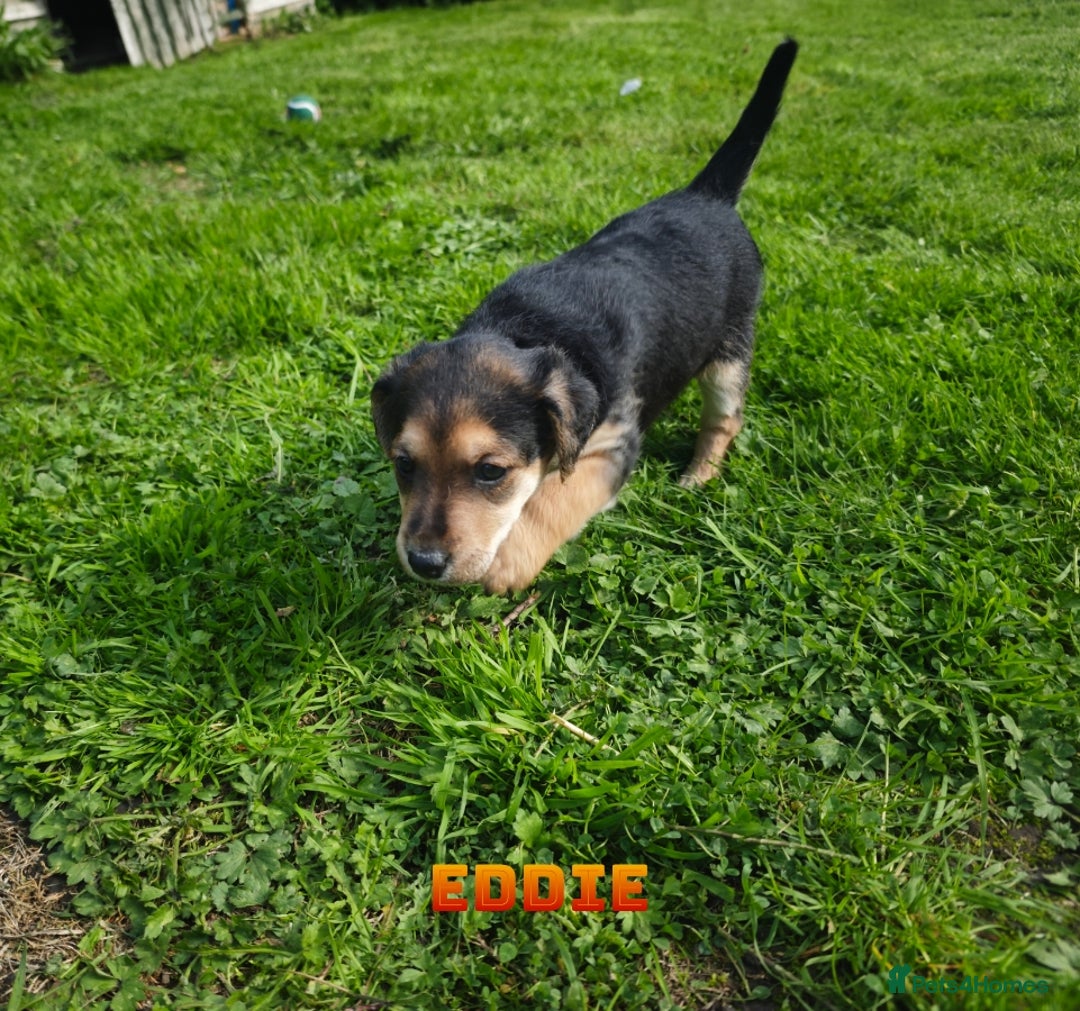 Mixed Breed dogs for sale: Parson Russell Cross Puppies  - Image 9