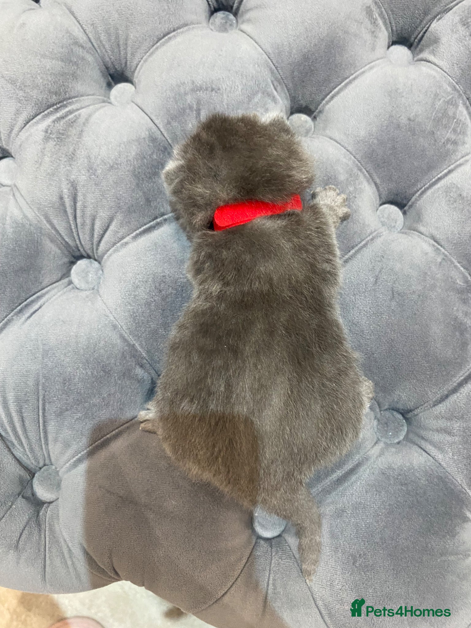British Shorthair cats for sale: Beautiful British Blues  - Advert 6