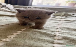 British Shorthair cats for sale: British shorthair - Image 13