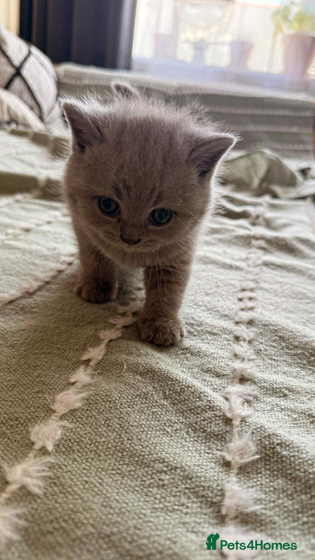 British Shorthair cats for sale: British shorthair - Image 13