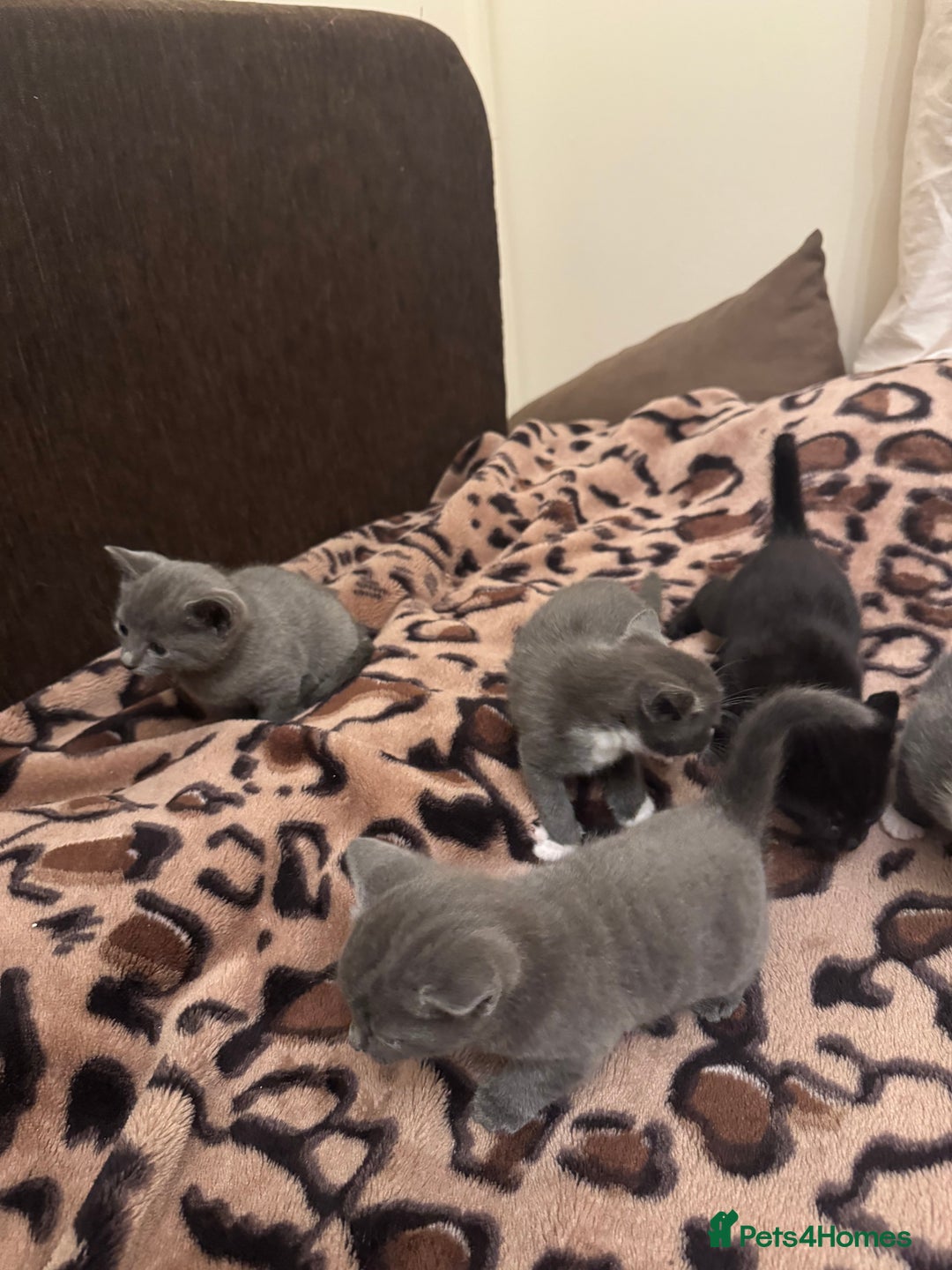 Mixed Breed cats for sale: 5 beautiful kittens for sale - Advert 9