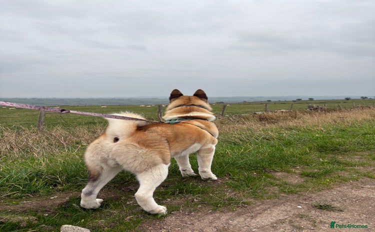 Akita dogs - Advert 1