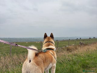Akita dogs - Advert 2