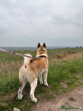Akita dogs - Advert 2