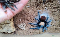 Spiders invertebrates for sale: Mexican Golden Red Rump Tarantula for Sale - Image 4