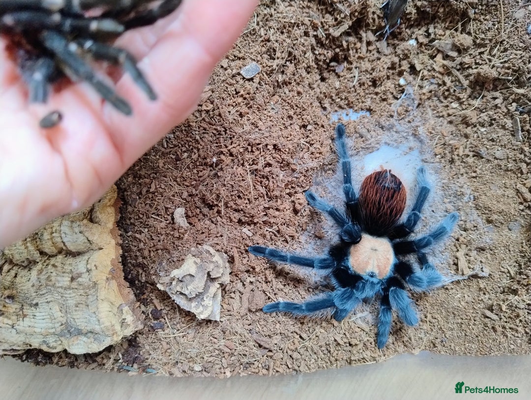 Spiders invertebrates for sale: Mexican Golden Red Rump Tarantula for Sale - Image 4