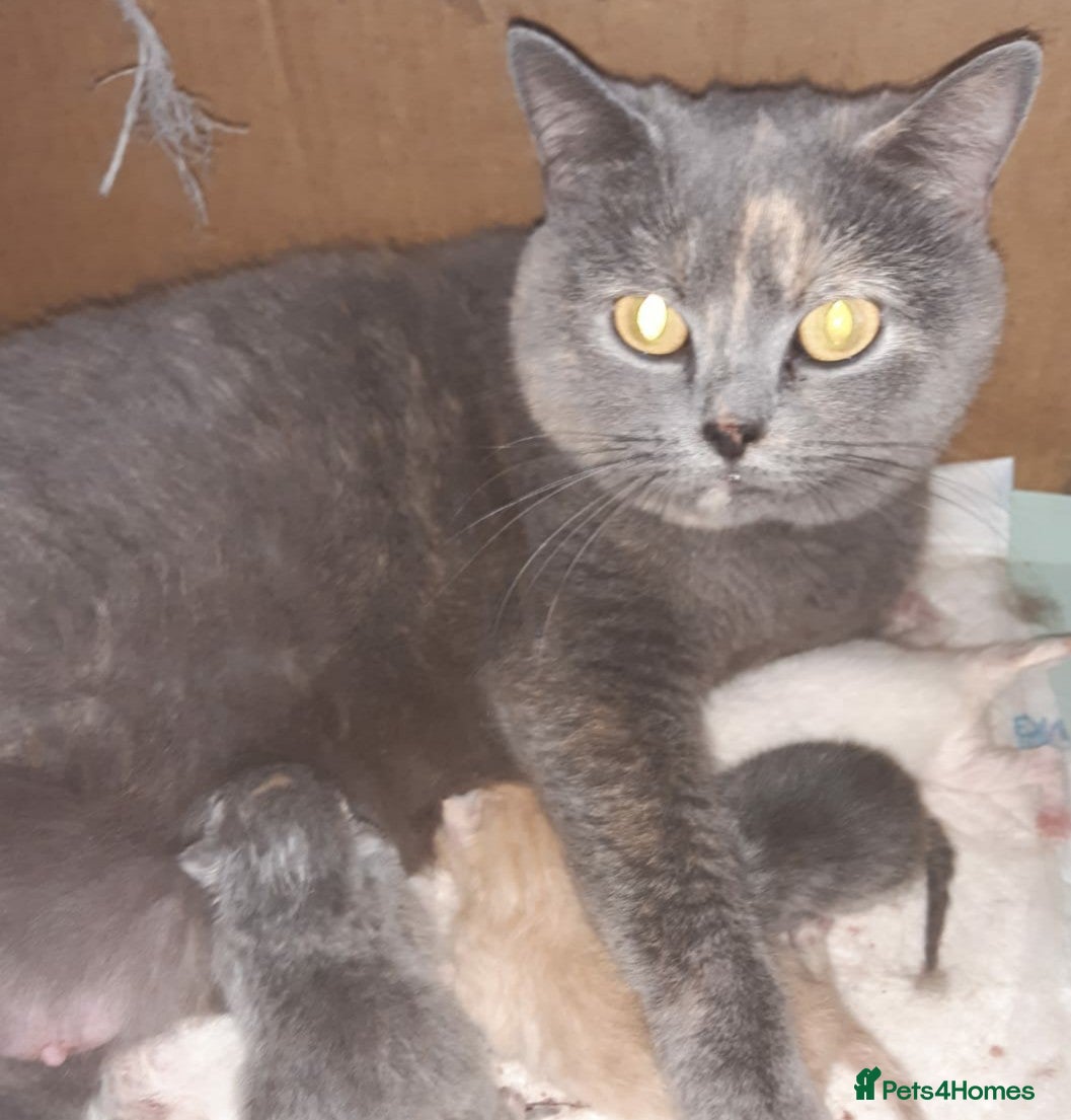 British Shorthair cats 💜 Precious Litter Of BSH Kittens 💜 - Advert 6