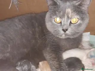British Shorthair cats 💜 Precious Litter Of BSH Kittens 💜 - Advert 6