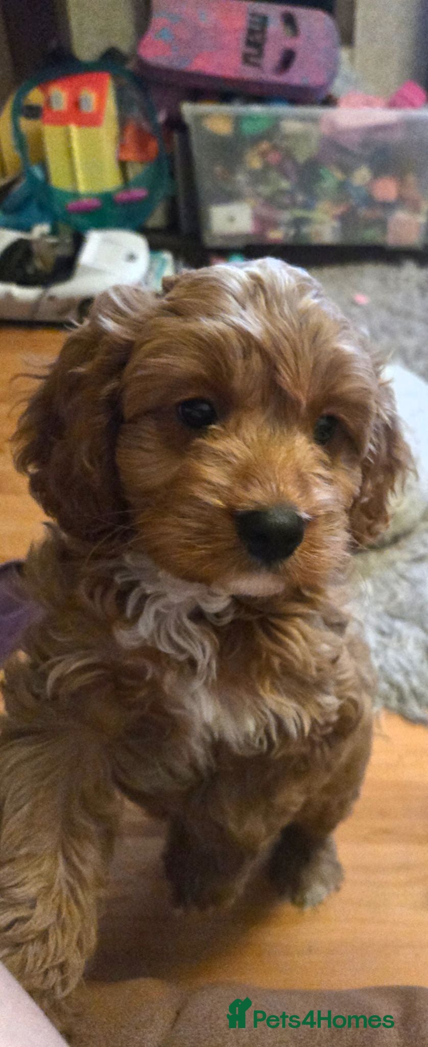Cavapoo dogs F1 Cavapoo puppies  - Advert 1