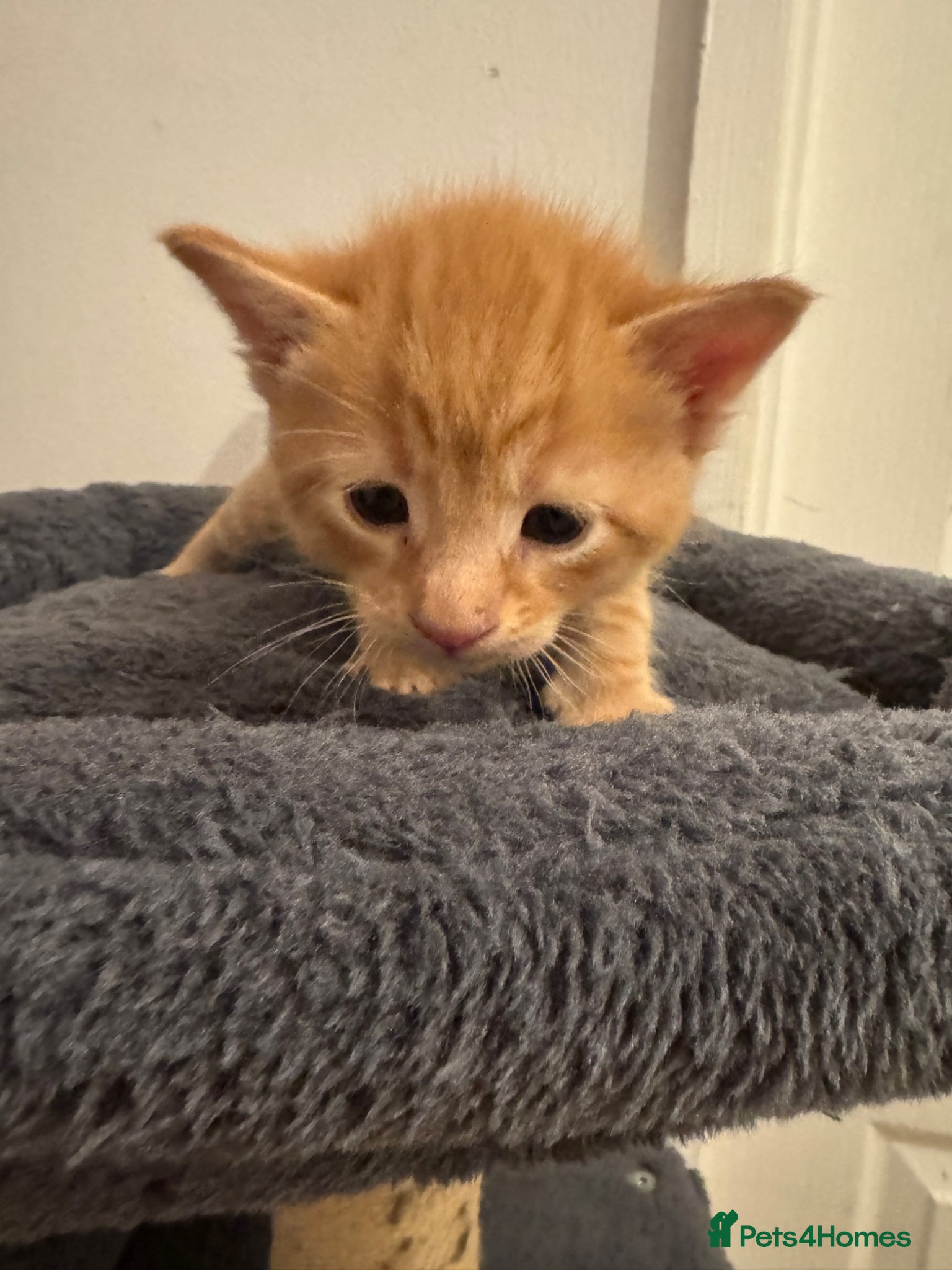 American Shorthair x bsh